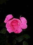 月季花
