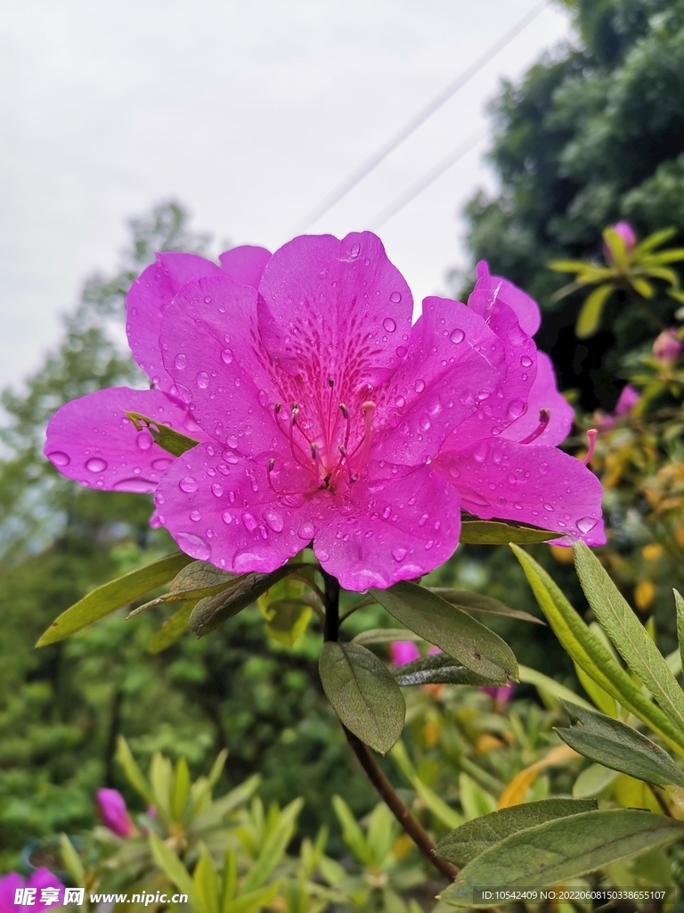 雨中映山红