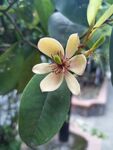 含笑花