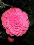 山茶花