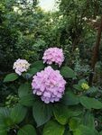 紫色绣球花
