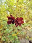 八月瓜花