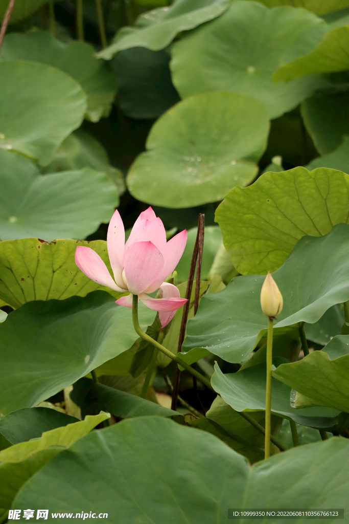 荷花花苞花蕾