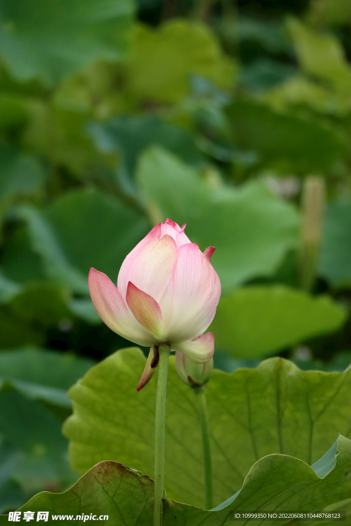 荷花花苞花蕾