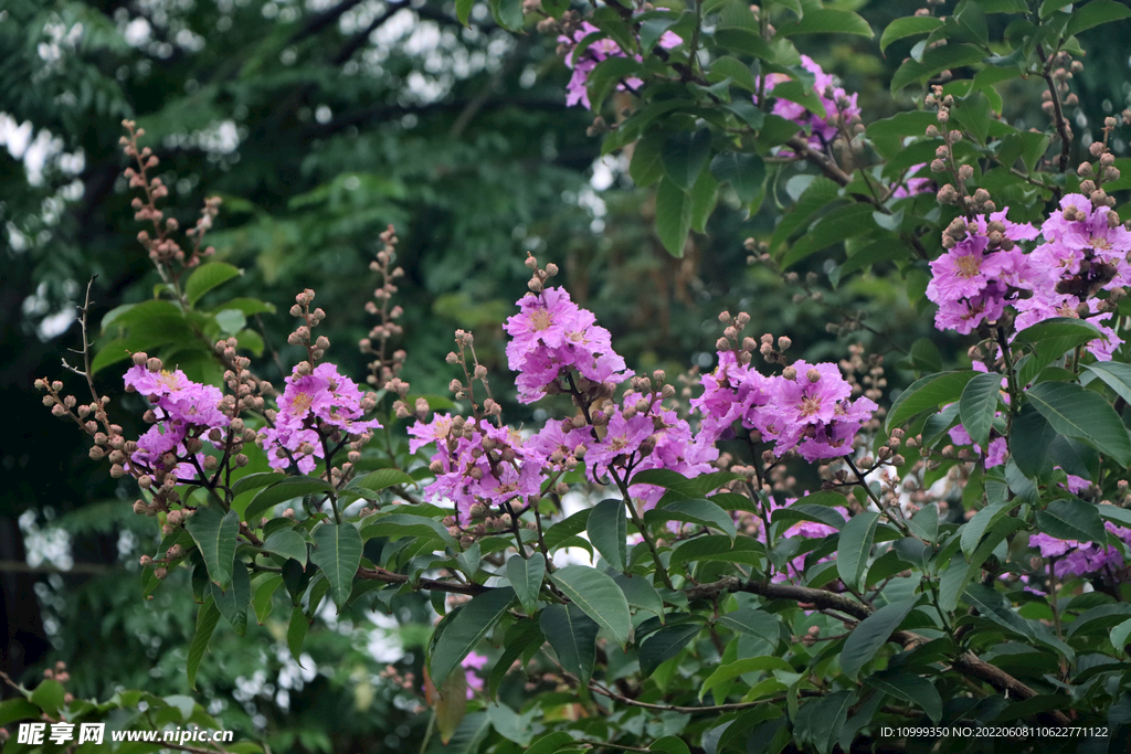 紫薇花