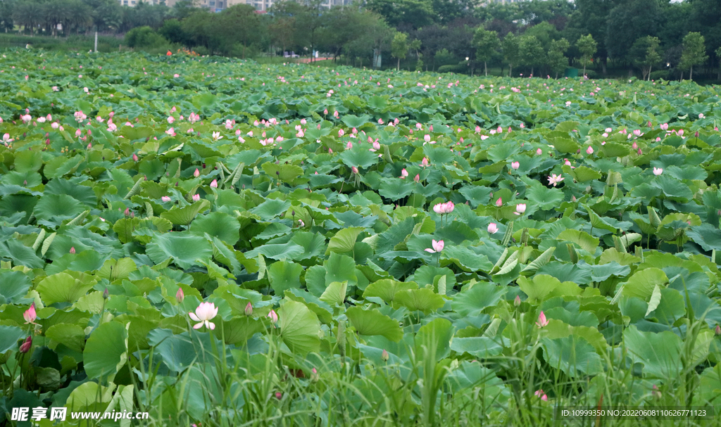 莲池