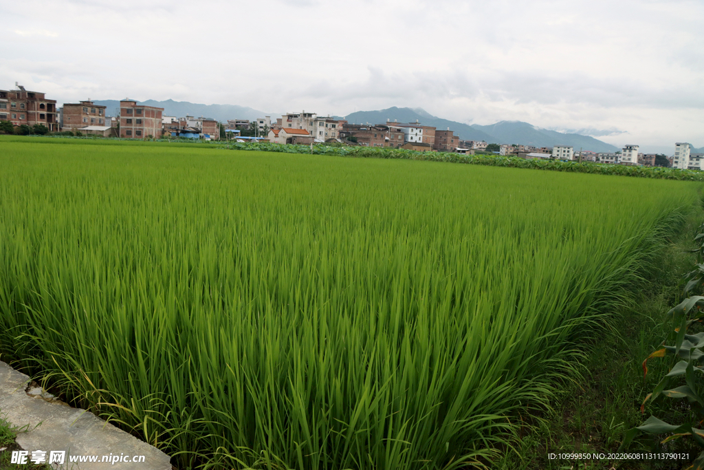 田园风光