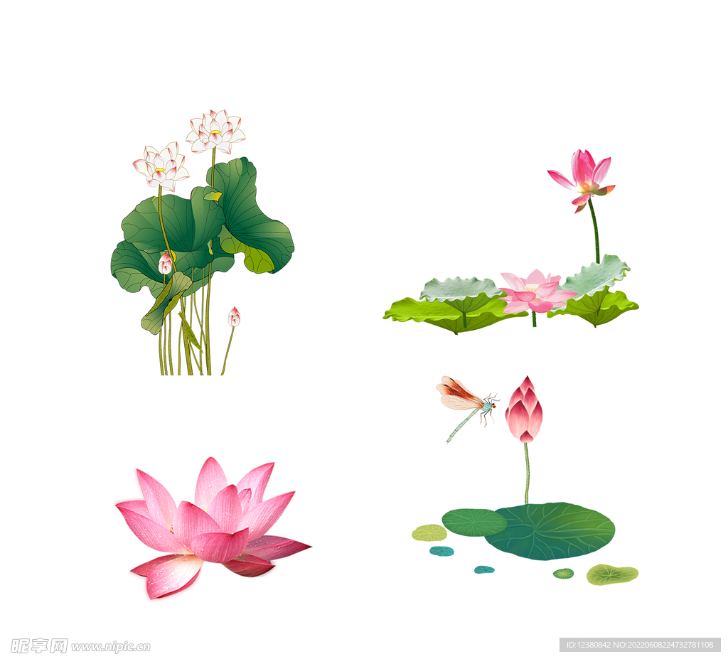 荷花