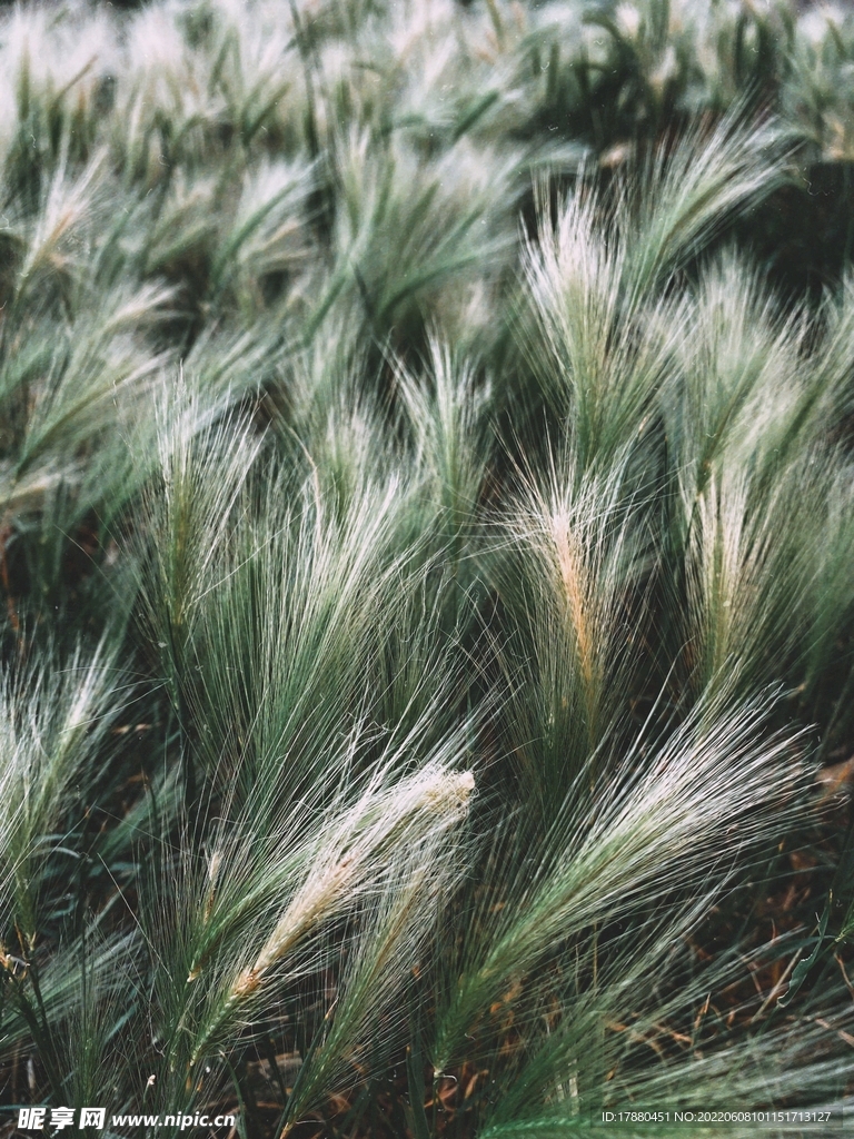 野草