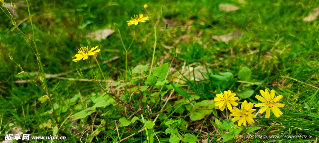 小花