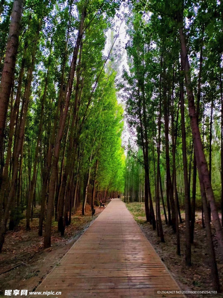 夏日午后 林荫小路