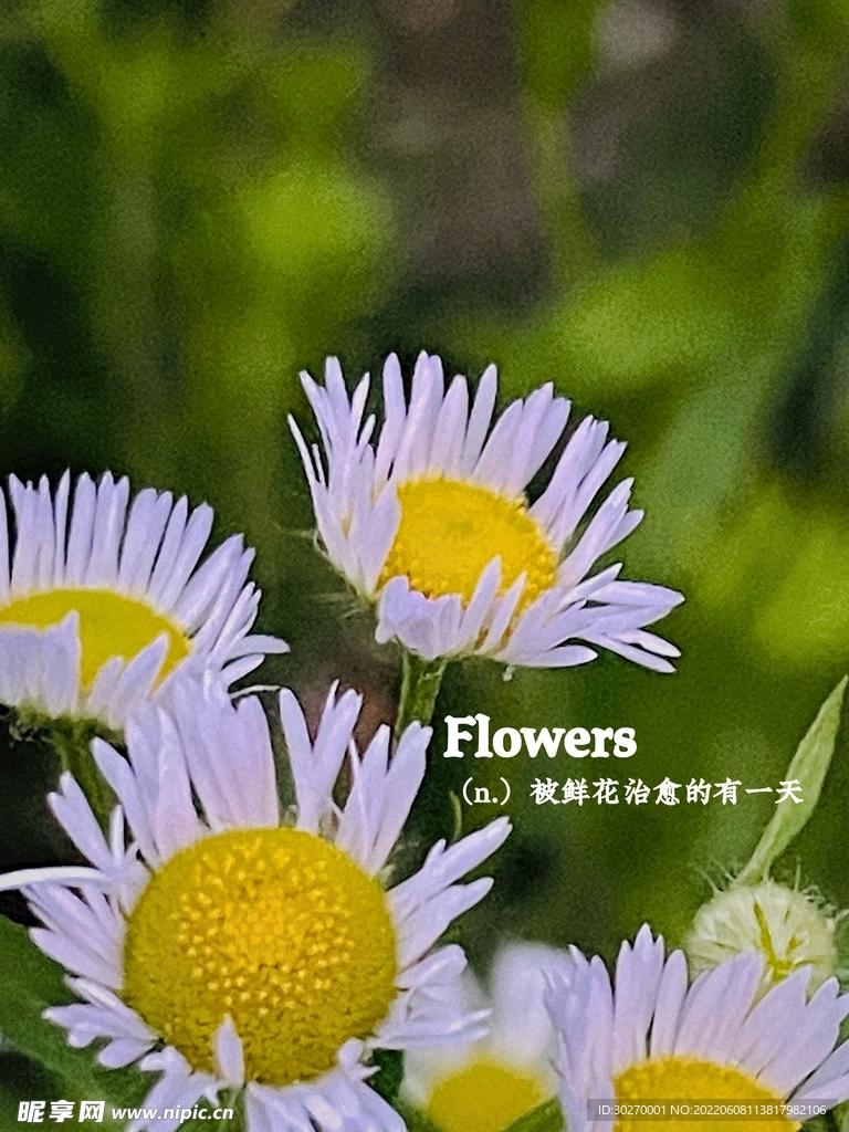 野雏菊