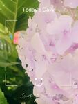 绣球花