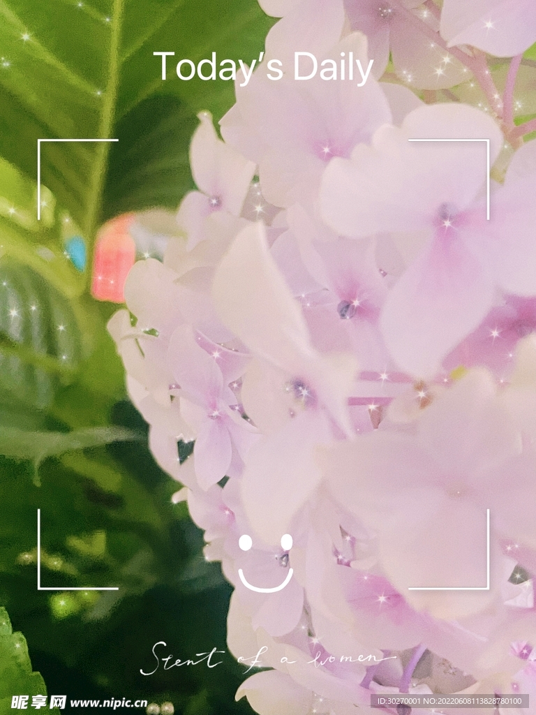 绣球花