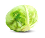 包菜矢量