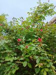 暖风催花绽2