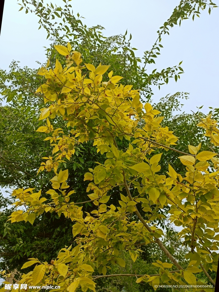 金叶榆 细枝层叠碎叶青黄