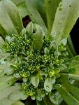 养心菜养心菜 茎叶花 野菜景天