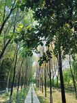 新绿溶溶涨暖香