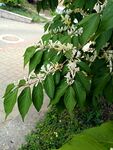 金银花树 忍冬