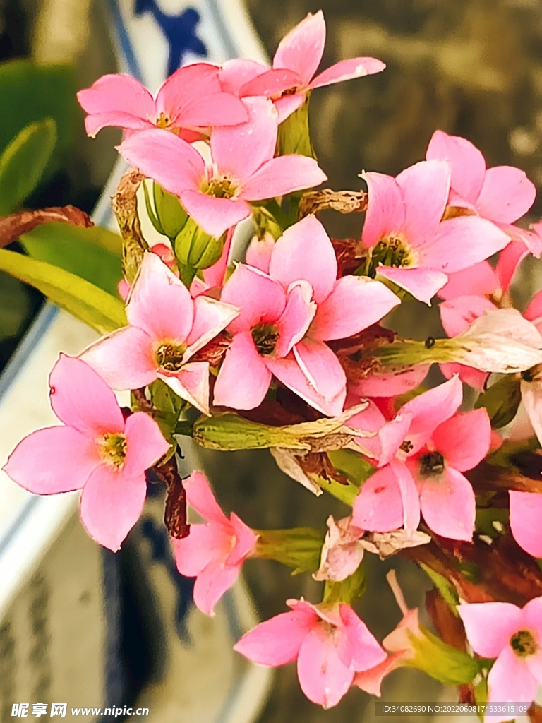 粉 红 色 长寿花 特写 微距