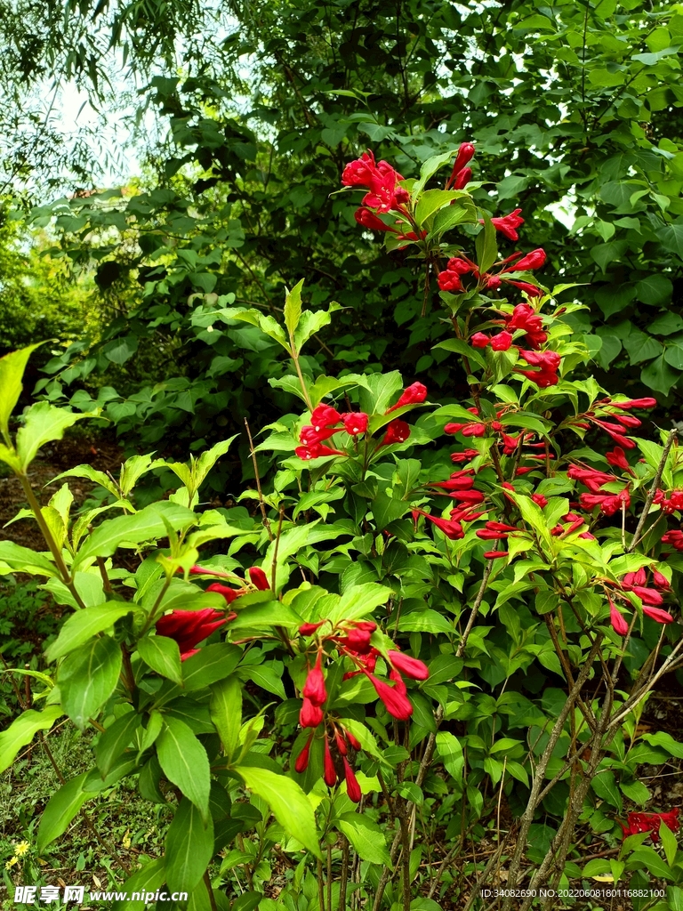 红色锦带花盛开绿化灌木花丛
