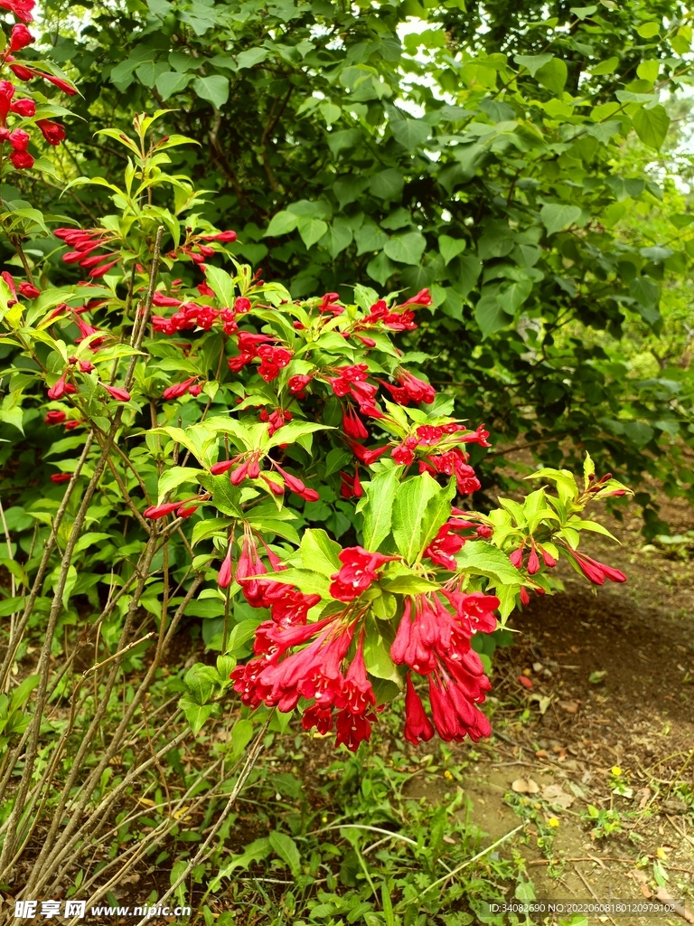 红色锦带花盛开绿化灌木花丛