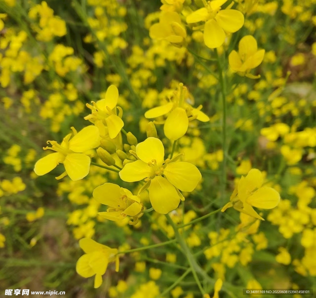 油菜花