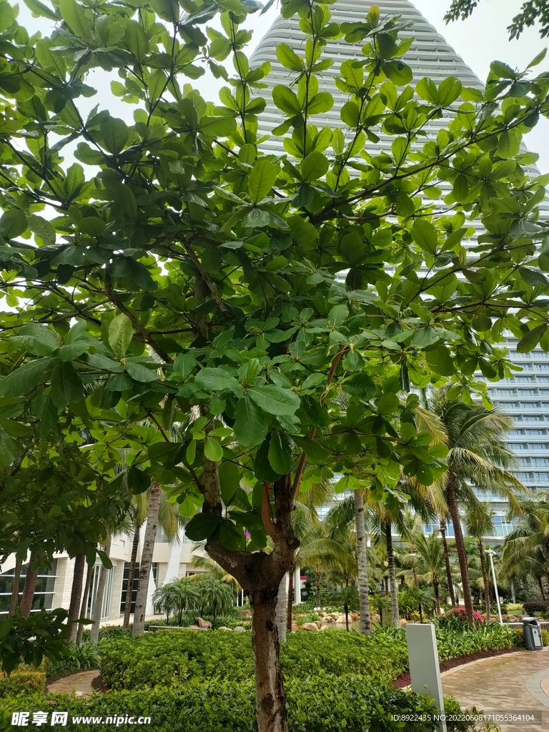 树