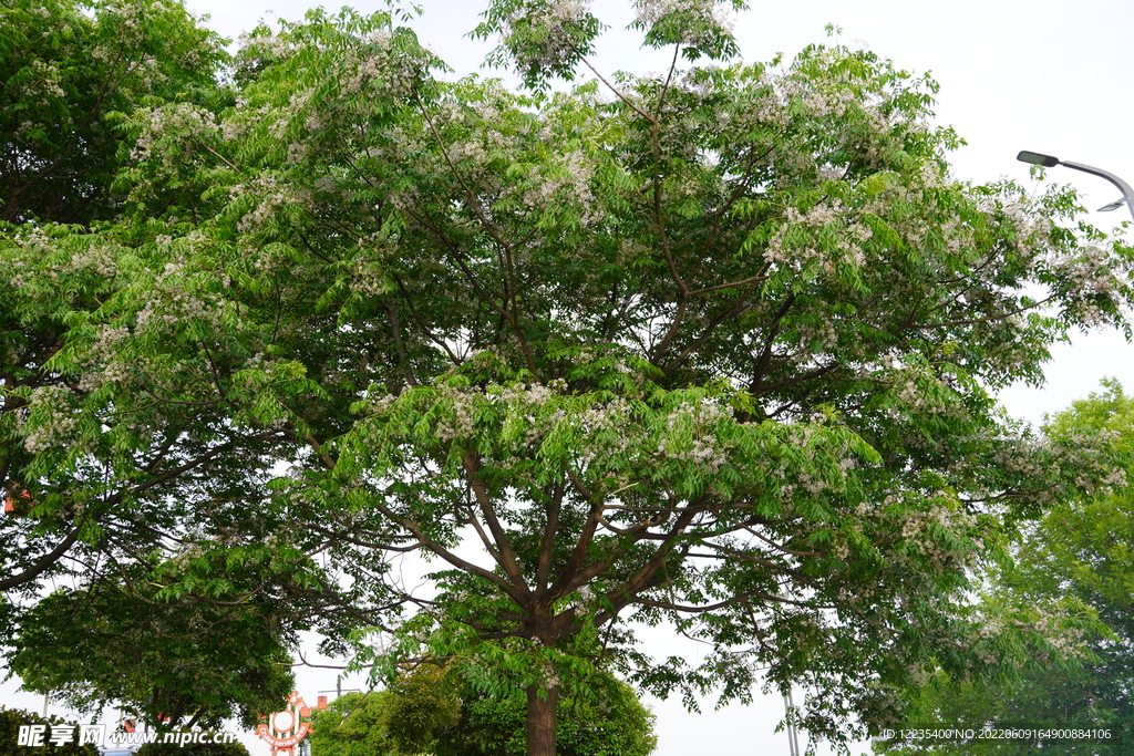 莲子树开花了 