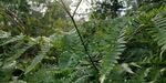 野外蕨类植物