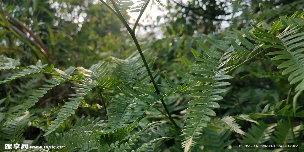 野外蕨类植物