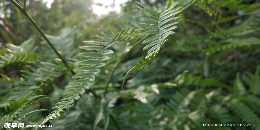 野外蕨类植物