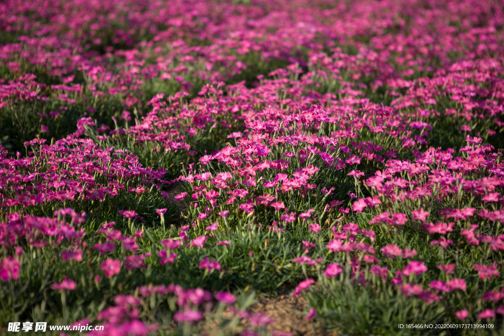 花海  花粉色