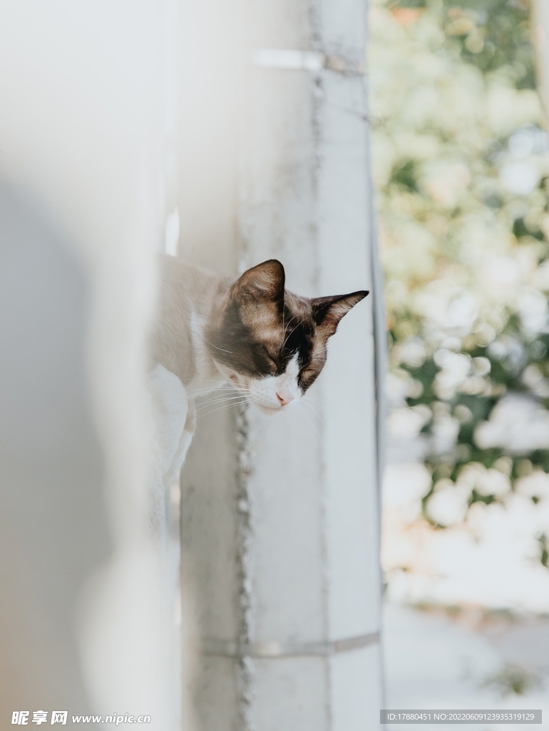 猫