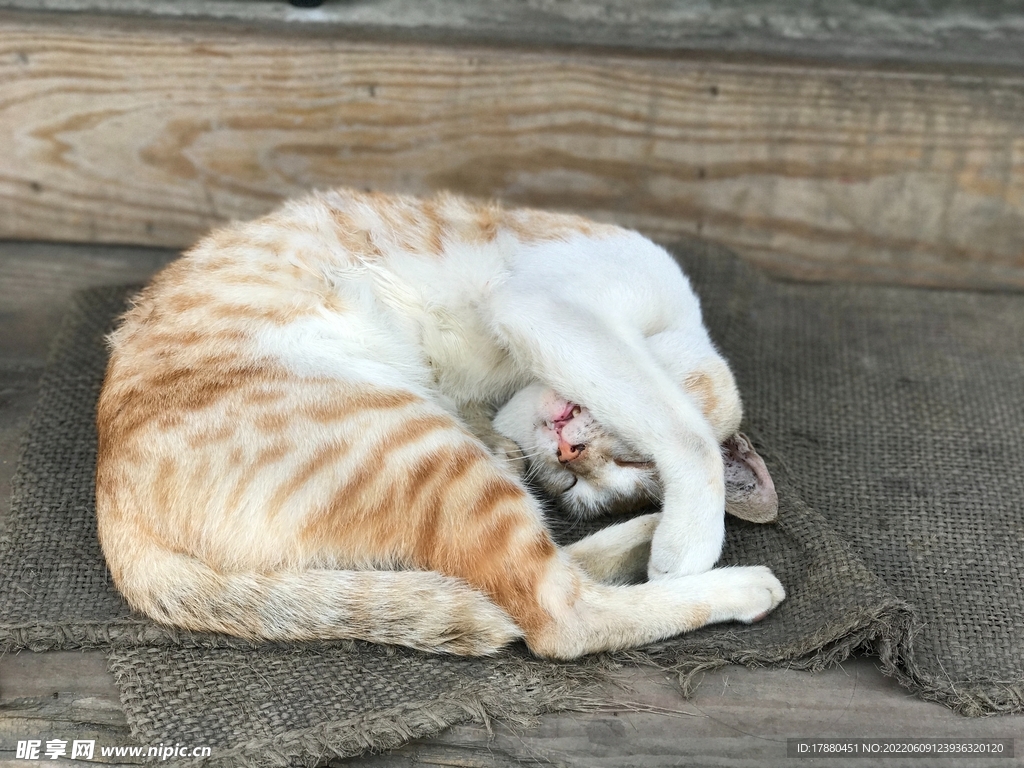 猫