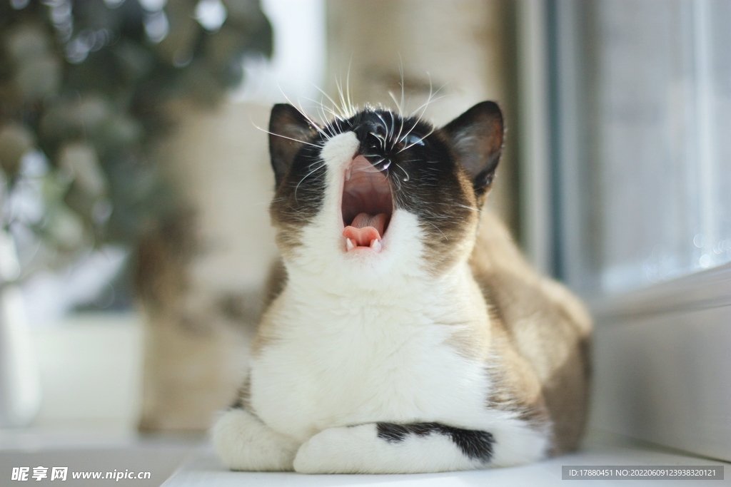 猫
