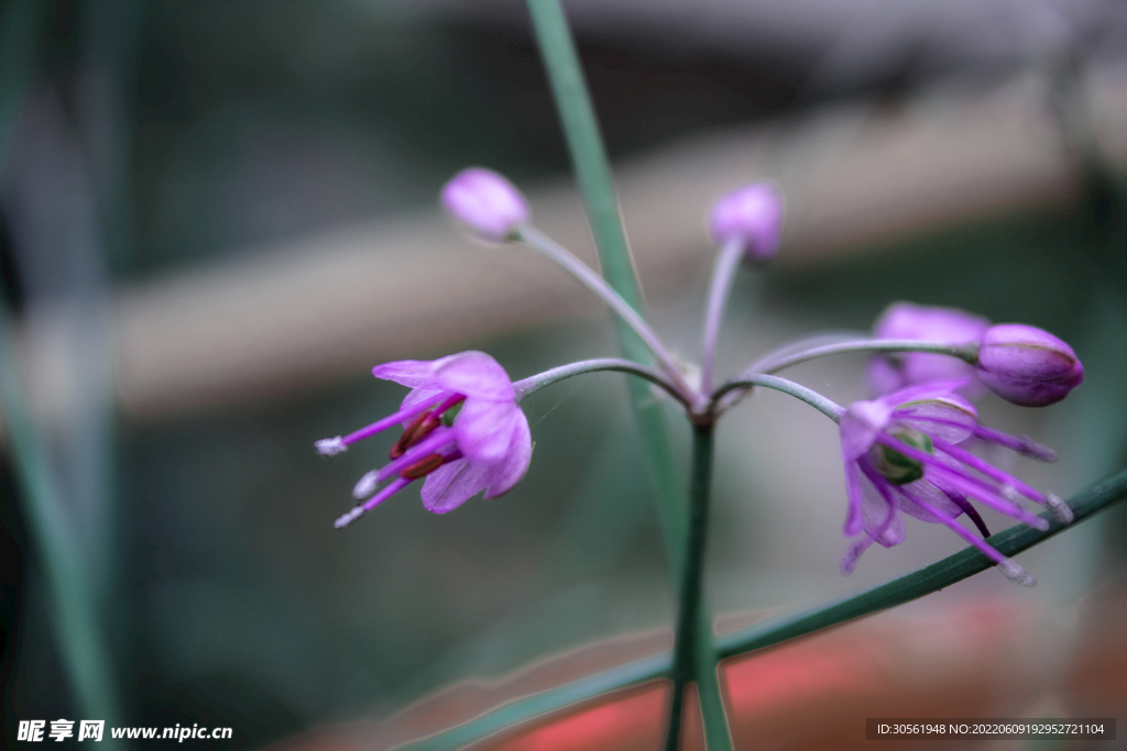 韭菜味道是紫花花