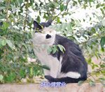 动物，猫咪