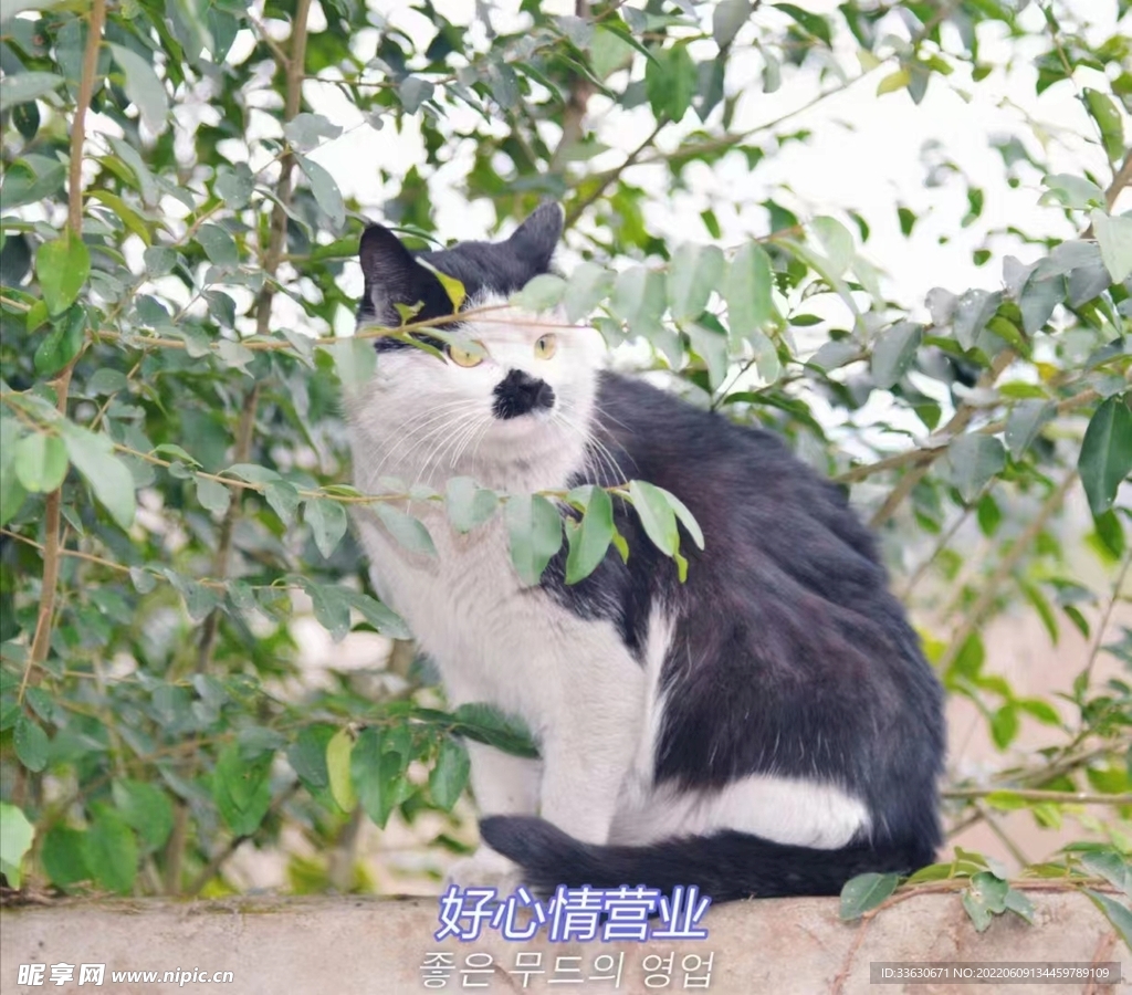 动物，猫咪