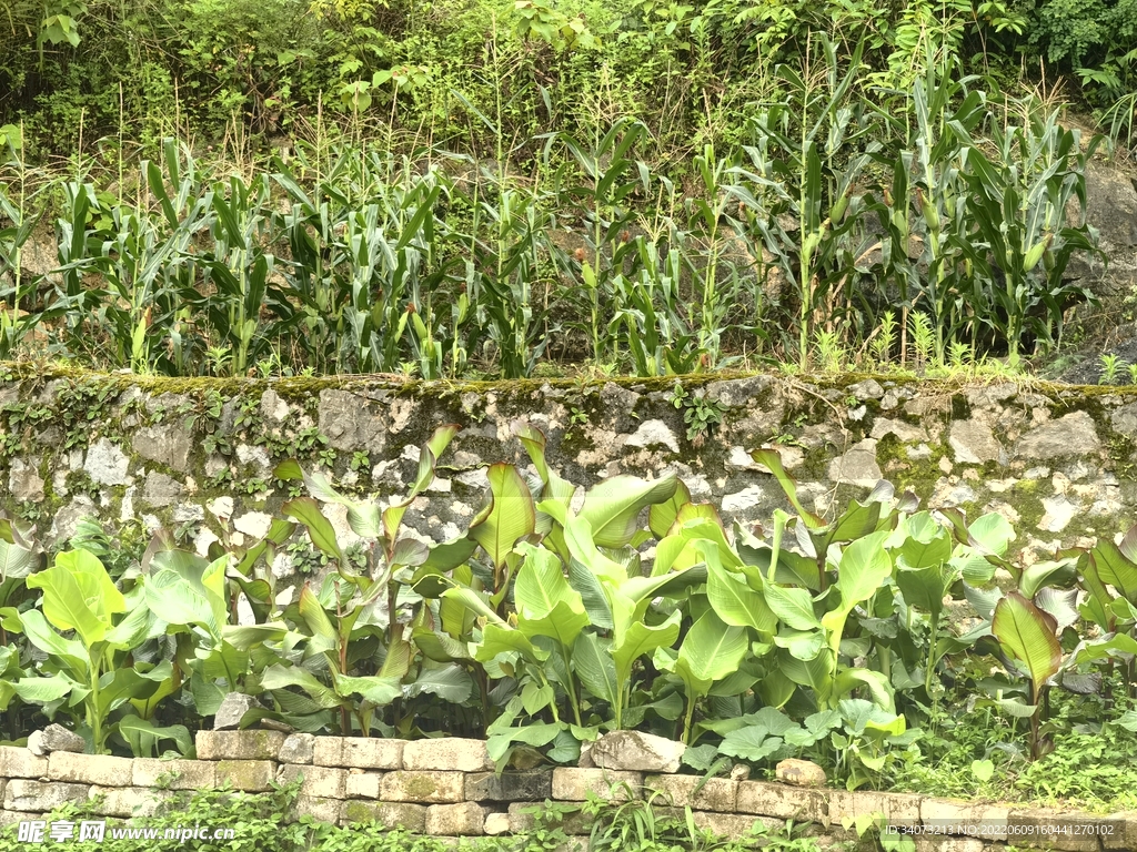 山地玉米