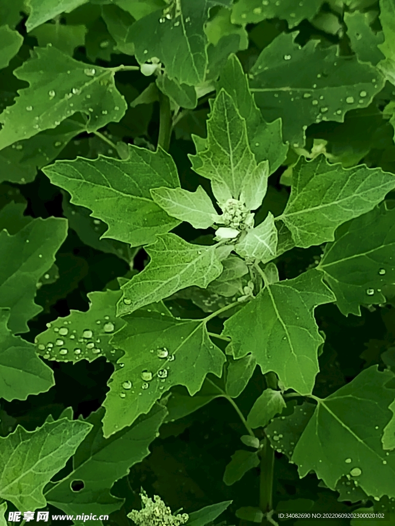 雨 露 中 灰菜 小 藜 野菜