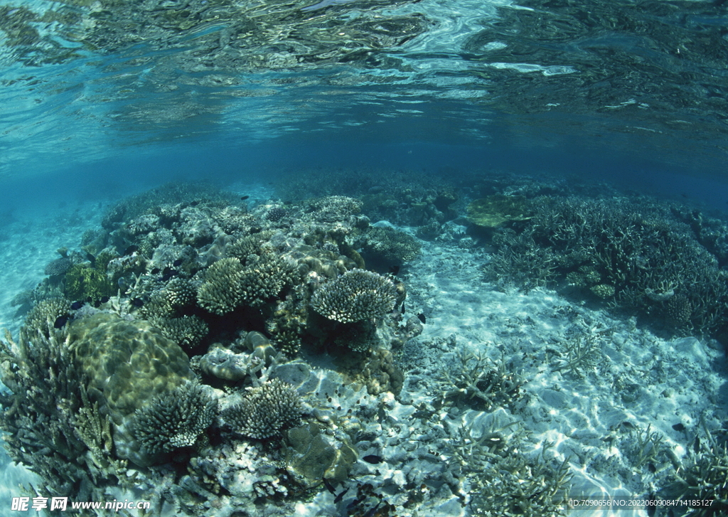 探索海洋生物    