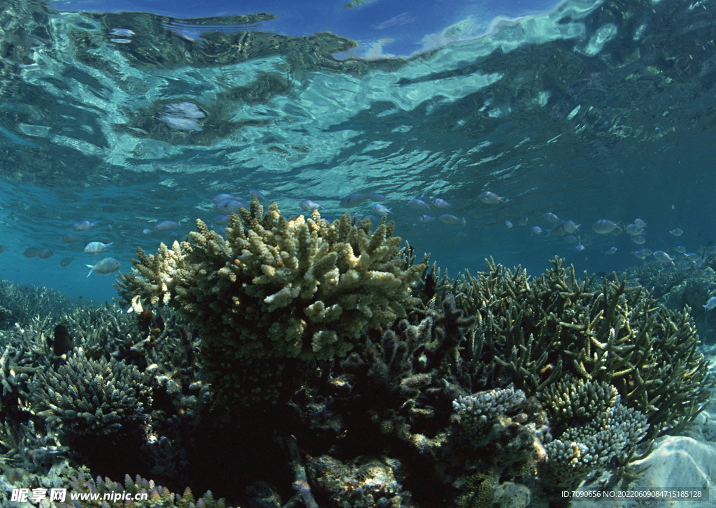 探索海洋生物    