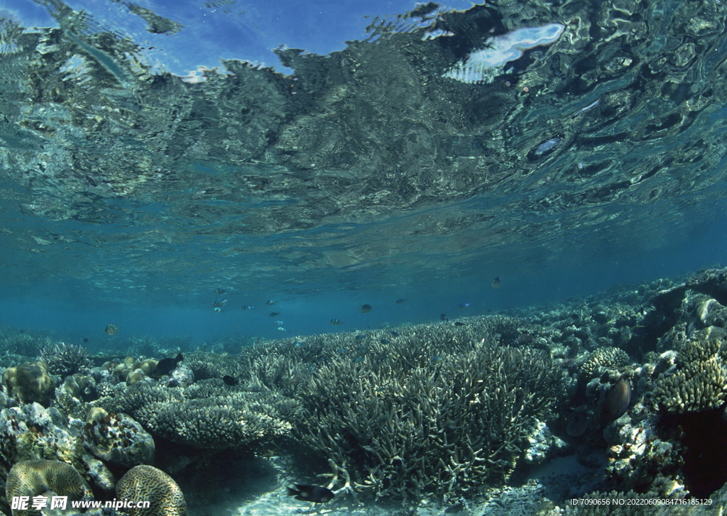 探索海洋生物    