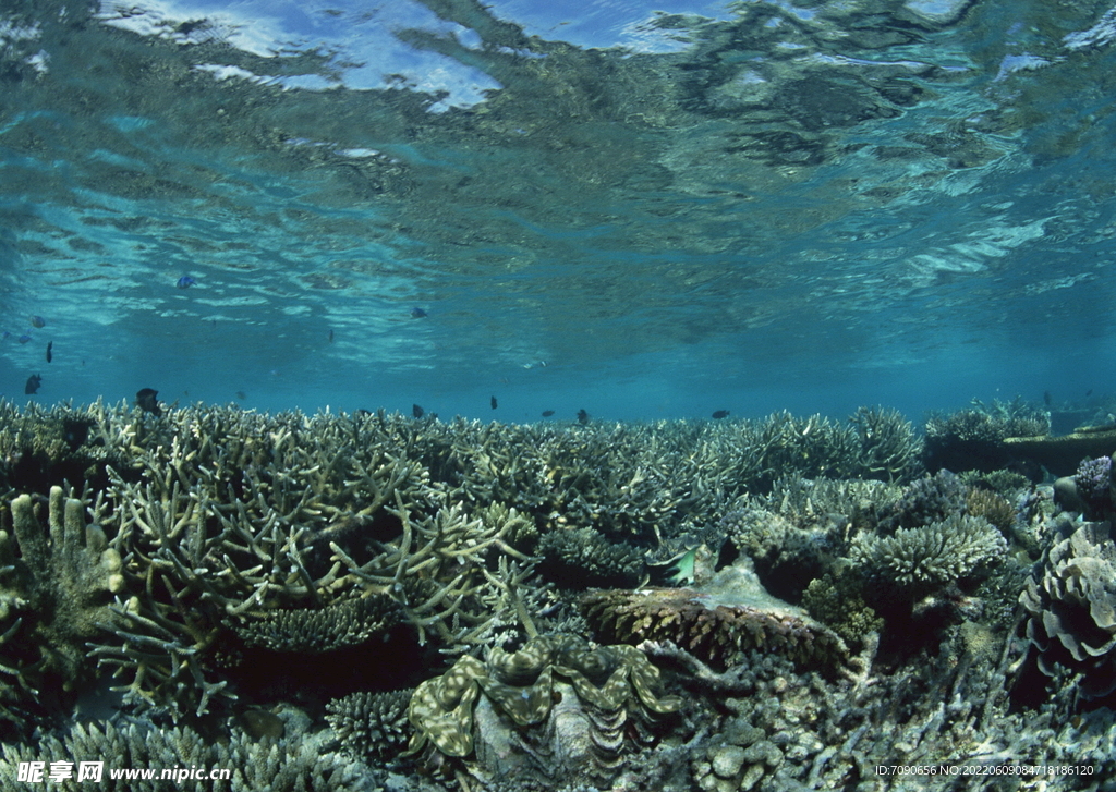 探索海洋生物    