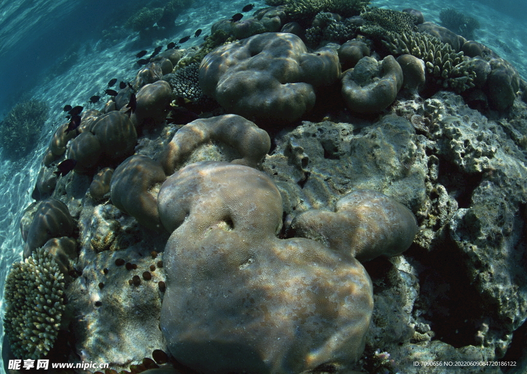 探索海洋生物    