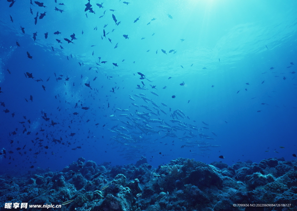 探索海洋生物   