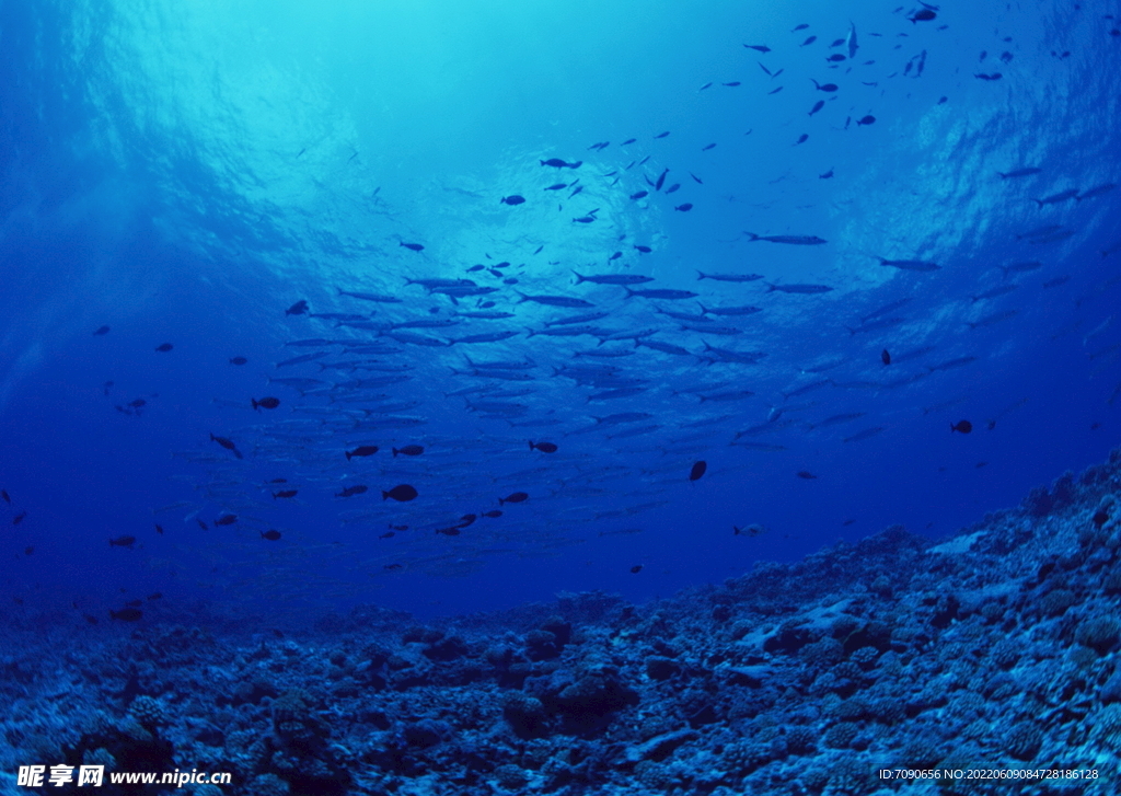 探索海洋生物    