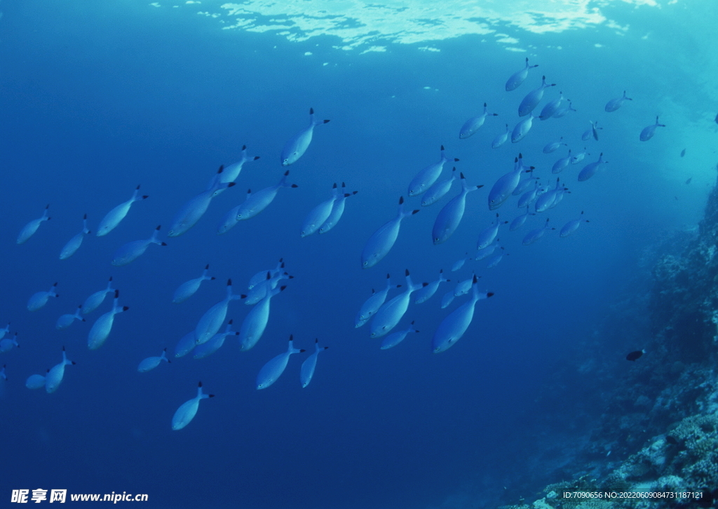 探索海洋生物    